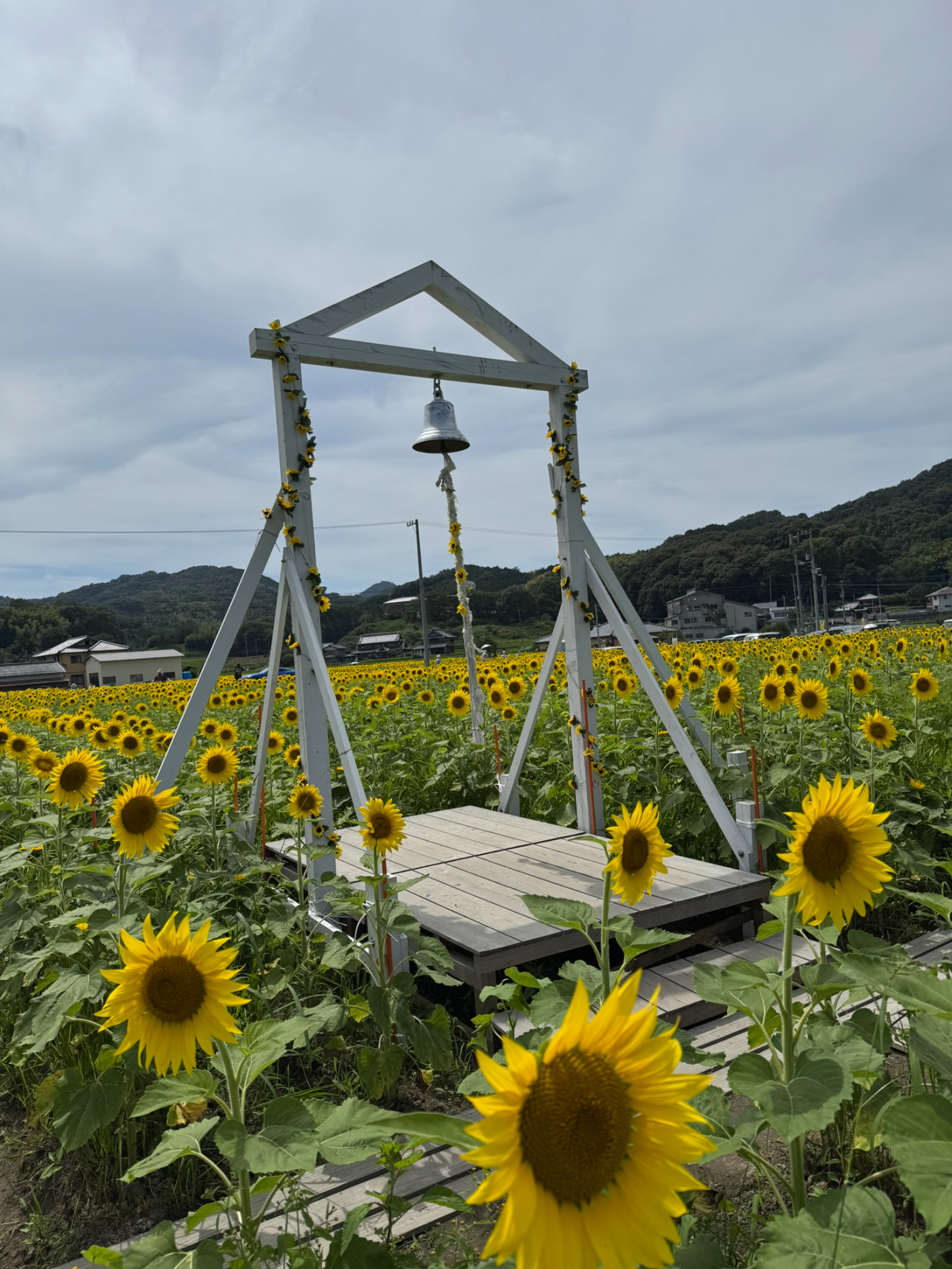 まんのう町ひまわり | 特派員ブログ | こんぴら観光まちづくり協会
