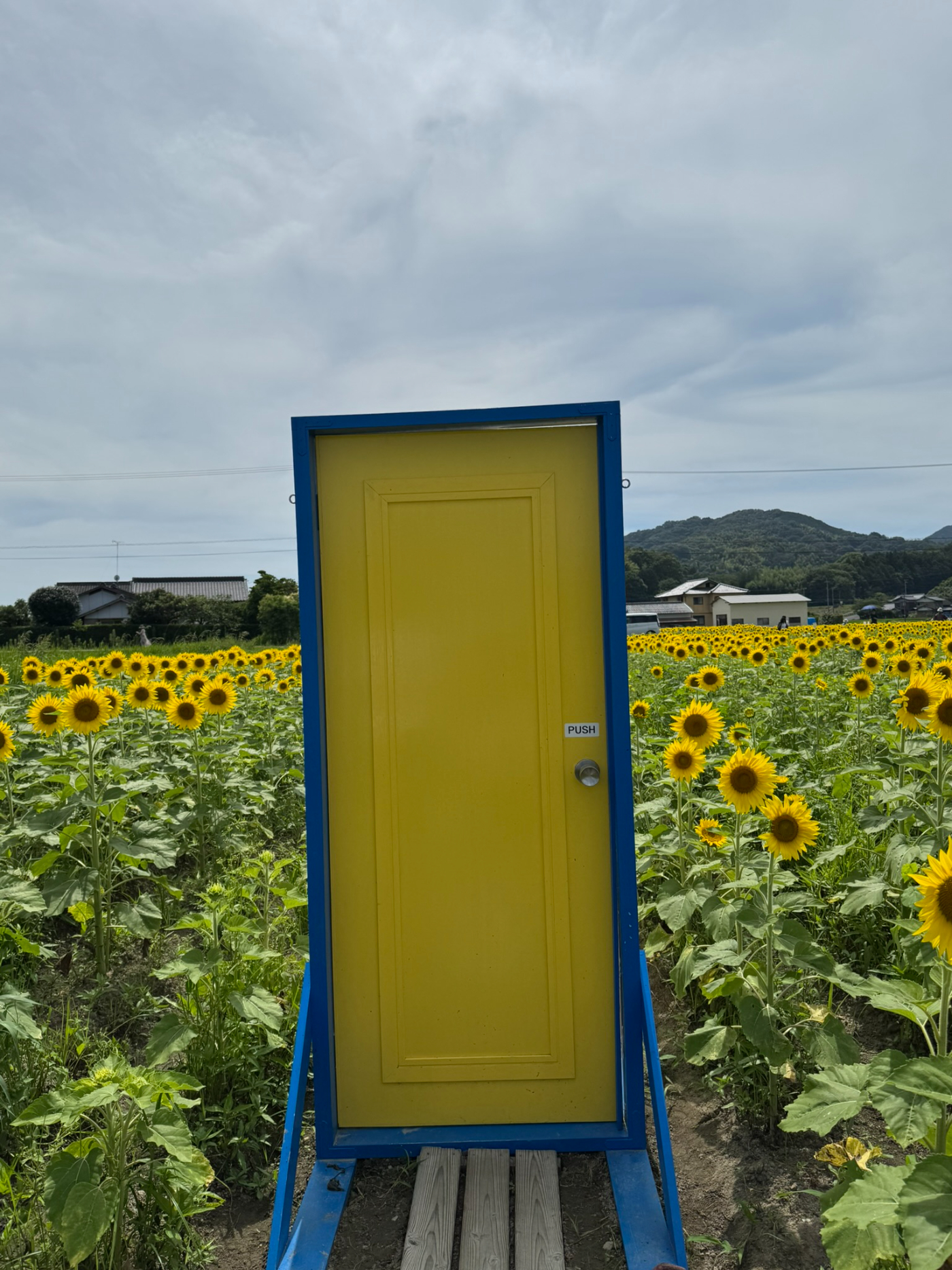 まんのう町ひまわり | 特派員ブログ | こんぴら観光まちづくり協会